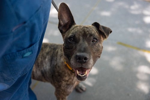 TIGRIS - Terrier / American Staffordshire Terrier available for adoption