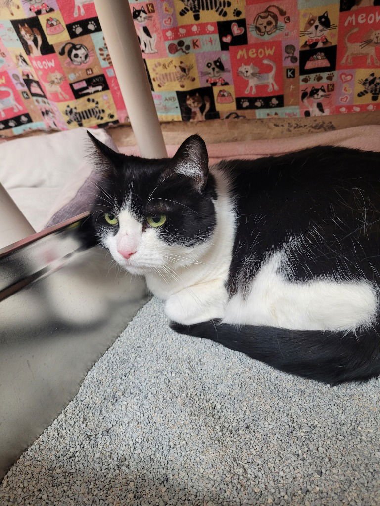 TUNA - Domestic Short Hair available for adoption