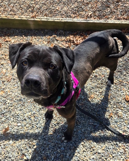 BUNNIE - Labrador Retriever / American Staffordshire Terrier available for adoption