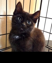Emmett - Photo 1