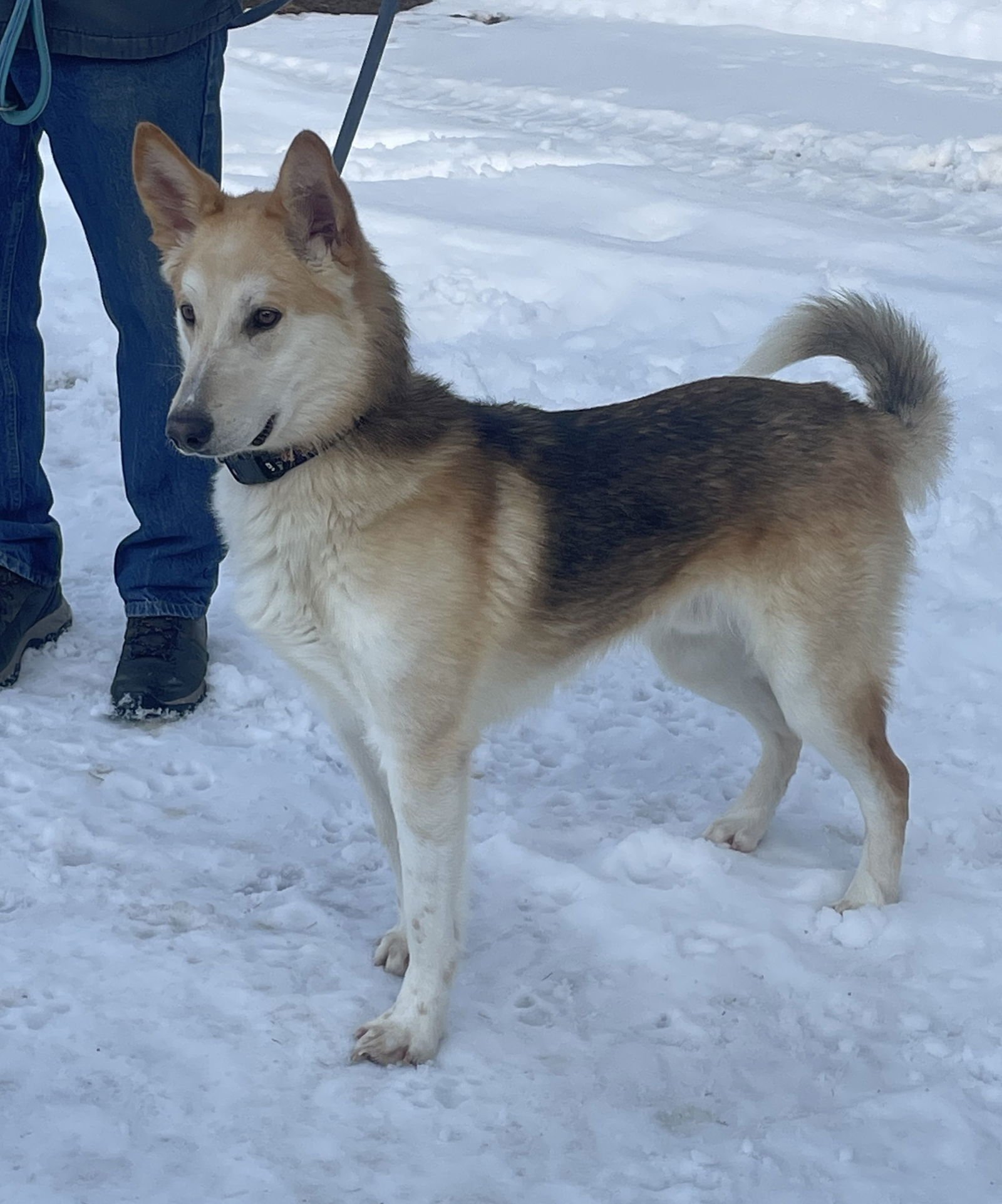 DODGER - German Shepherd Dog / Collie available for adoption