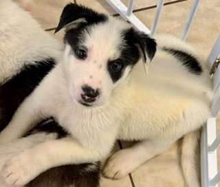 MAR - Husky / Shepherd available for adoption