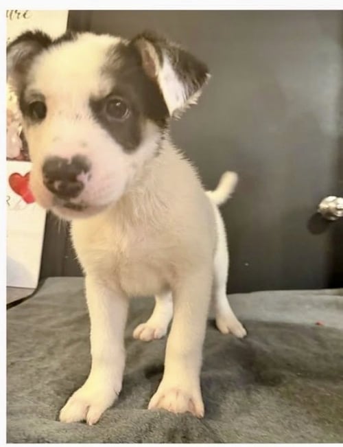 MAR - Husky / Shepherd available for adoption