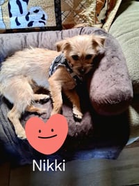 Nikki - Photo 2