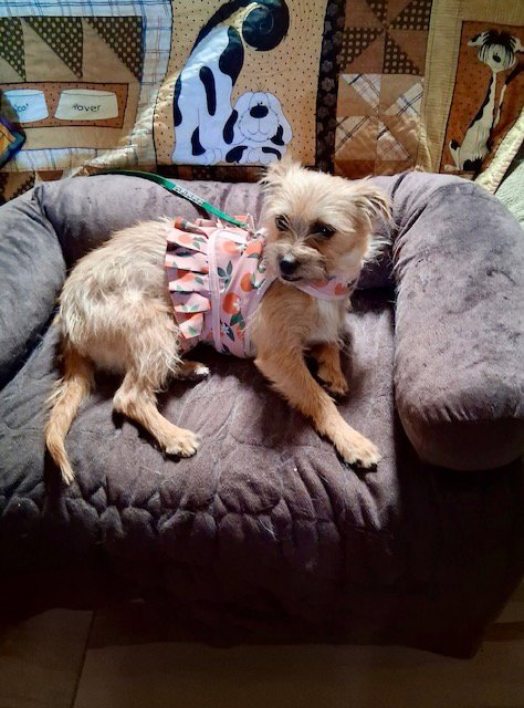 Nikki Image