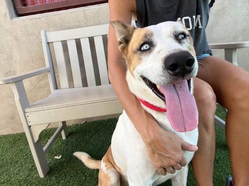 TROTTER - Unknown available for adoption