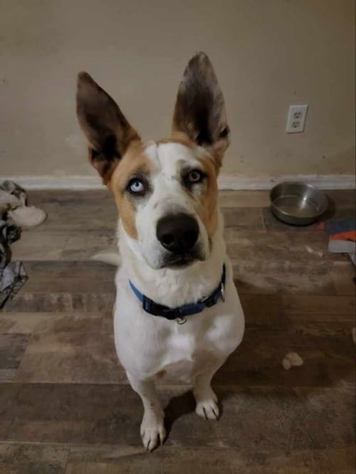TROTTER - Unknown available for adoption