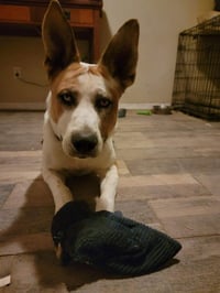 Trotter - Photo 10