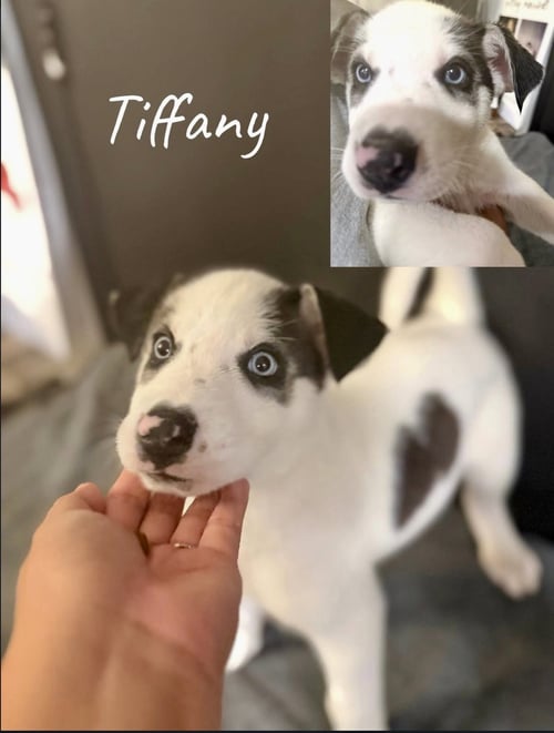 TIFFANY - Husky / Shepherd available for adoption