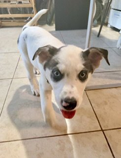 TIFFANY - Husky / Shepherd available for adoption