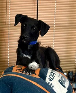 SCOTTY - Poodle (Miniature) / Chihuahua available for adoption