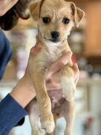 Teddy - Photo 1