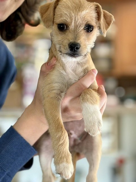 TEDDY - Terrier available for adoption