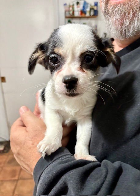 DOLLY - Jack Russell Terrier / Shih Tzu available for adoption
