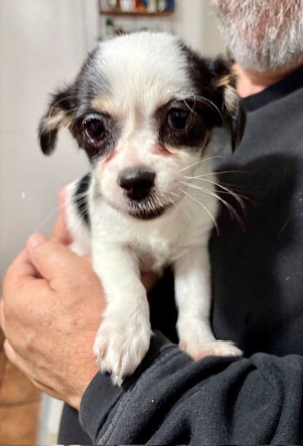 DOLLY - Jack Russell Terrier / Shih Tzu available for adoption