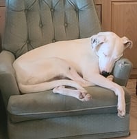Goose - Photo 7