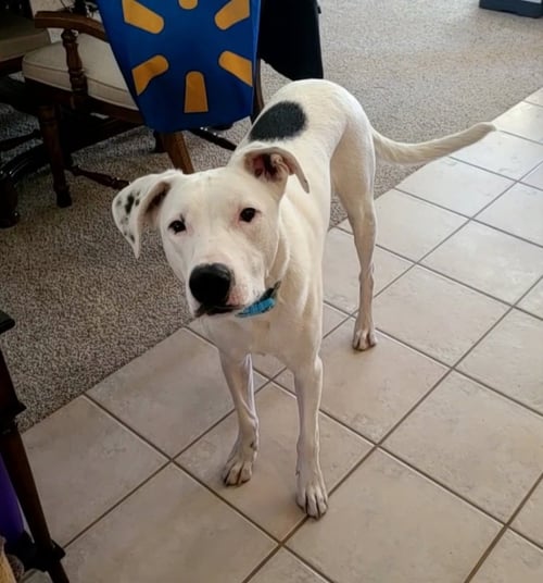 GOOSE - Border Collie / Pit Bull Terrier available for adoption
