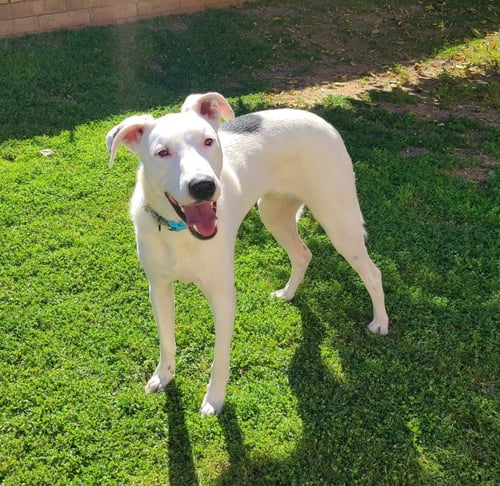 GOOSE - Border Collie / Pit Bull Terrier available for adoption