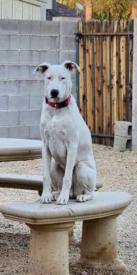 Goose - Photo 10