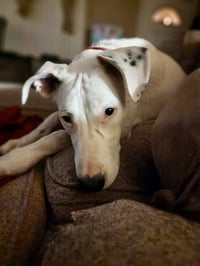 Goose - Photo 6
