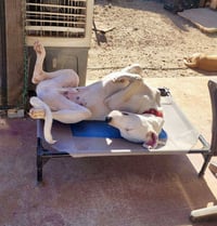 Goose - Photo 9