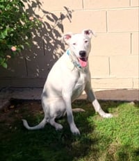 Goose - Photo 3