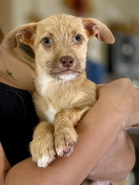 TAZ - Terrier available for adoption