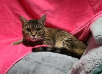 Cinnamon - Photo 2