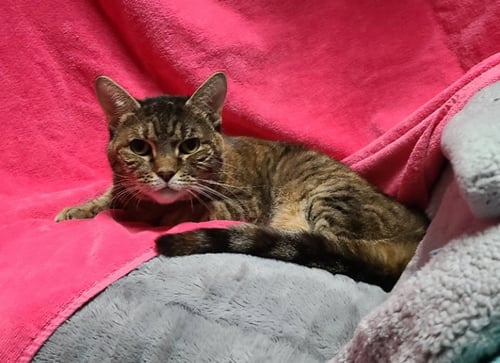 CINNAMON - Domestic Short Hair available for adoption