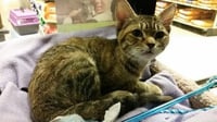 Cinnamon - Photo 4