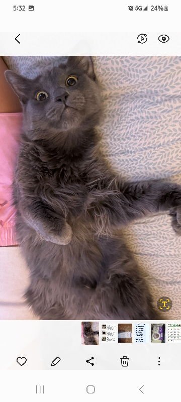 NIKA - Domestic Long Hair for adoption in Mesa