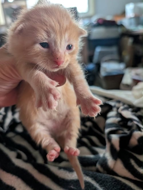 BISQUE - Domestic Short Hair available for adoption