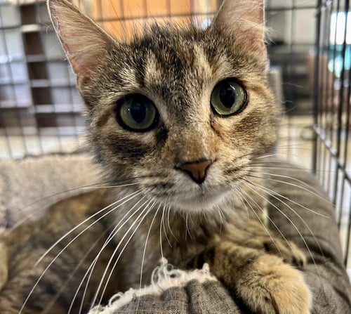 SOUP - Domestic Short Hair available for adoption