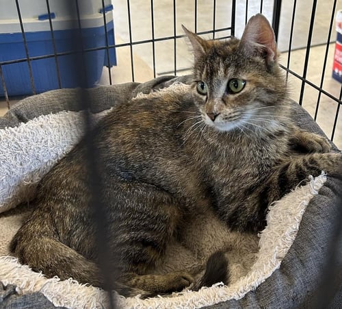 SOUP - Domestic Short Hair available for adoption