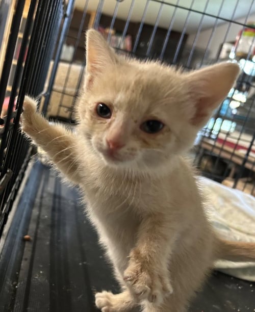 PIMENTO - Domestic Short Hair available for adoption