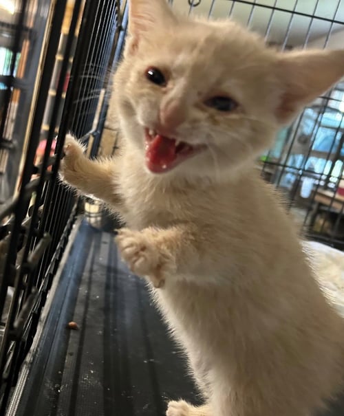 PIMENTO - Domestic Short Hair available for adoption