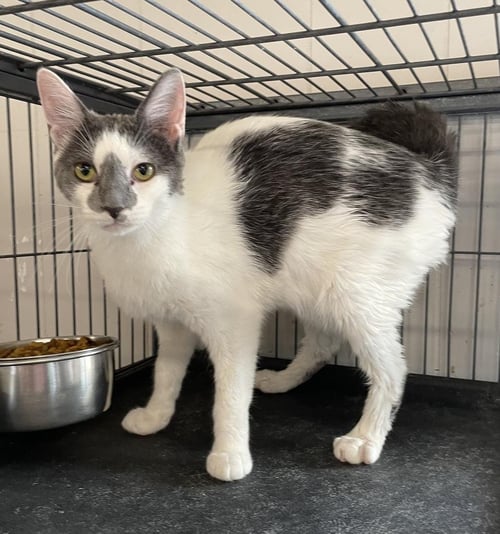 DUSTY - Domestic Short Hair available for adoption