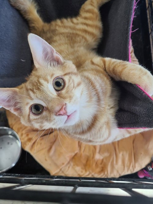 CHANCE - Domestic Short Hair available for adoption