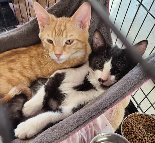 CHANCE - Domestic Short Hair available for adoption