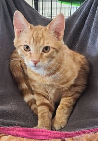 Chance - Photo 4