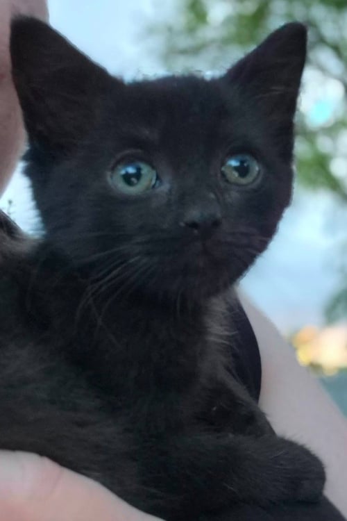 HEDY LAMARR - Domestic Short Hair available for adoption