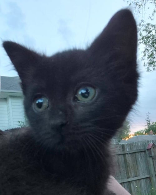 HEDY LAMARR - Domestic Short Hair available for adoption