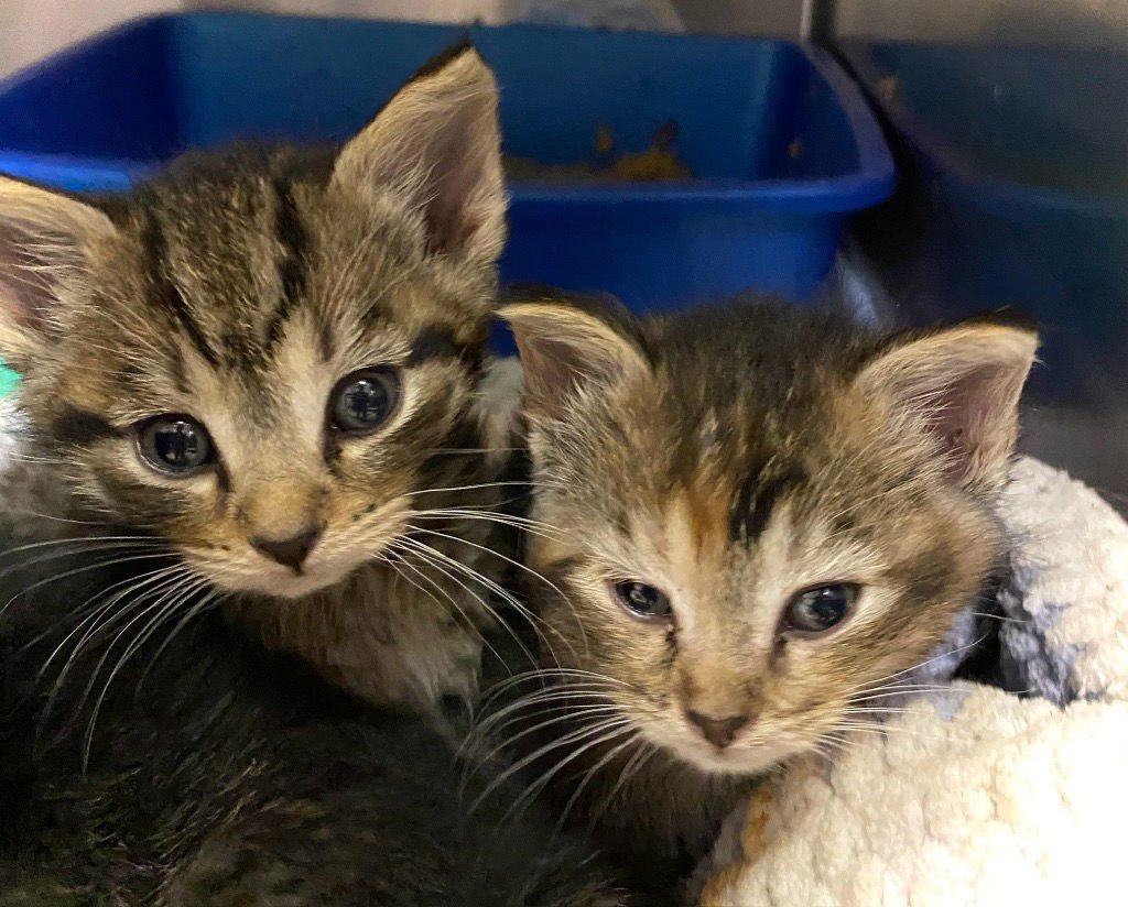 MUSHU XL - Domestic Short Hair available for adoption