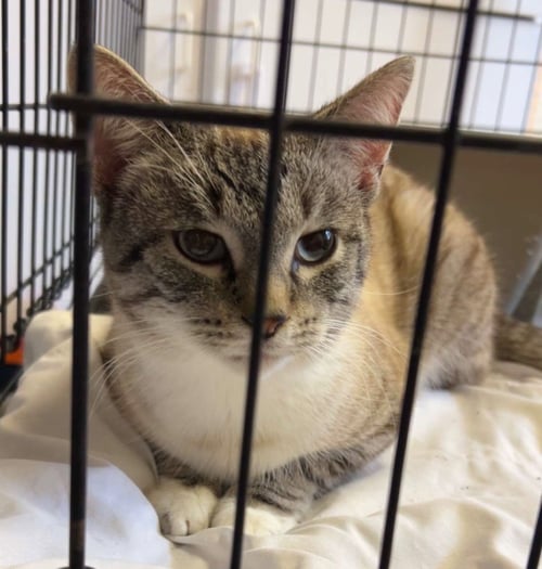 CHESTER - Snowshoe available for adoption