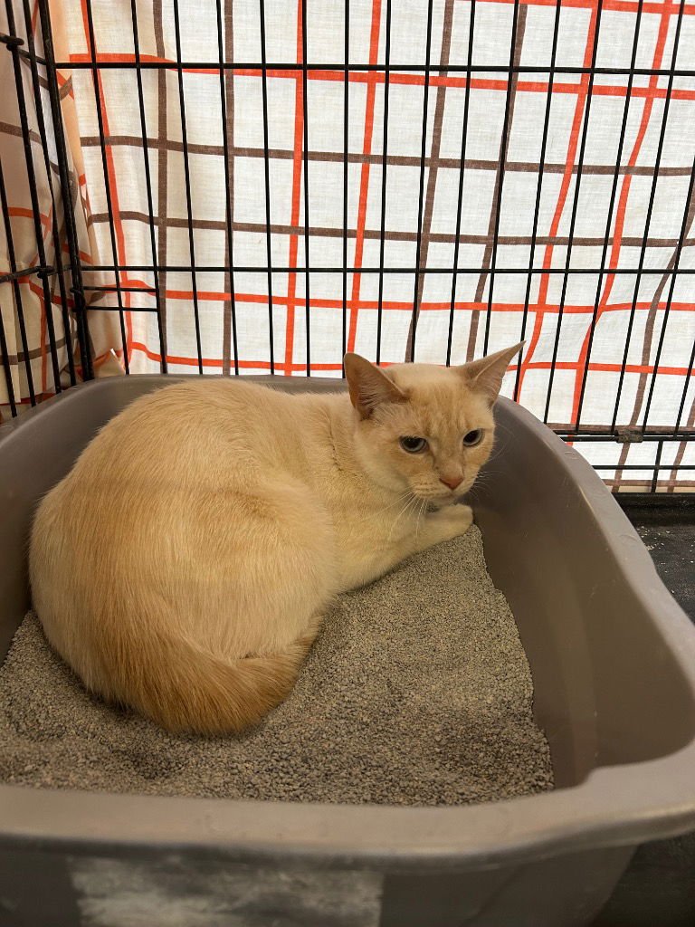 KHYRA - Siamese available for adoption