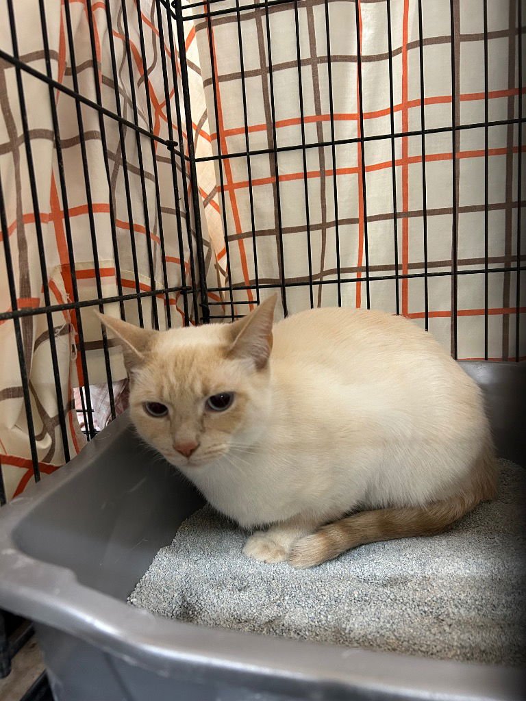 KHYRA - Siamese available for adoption