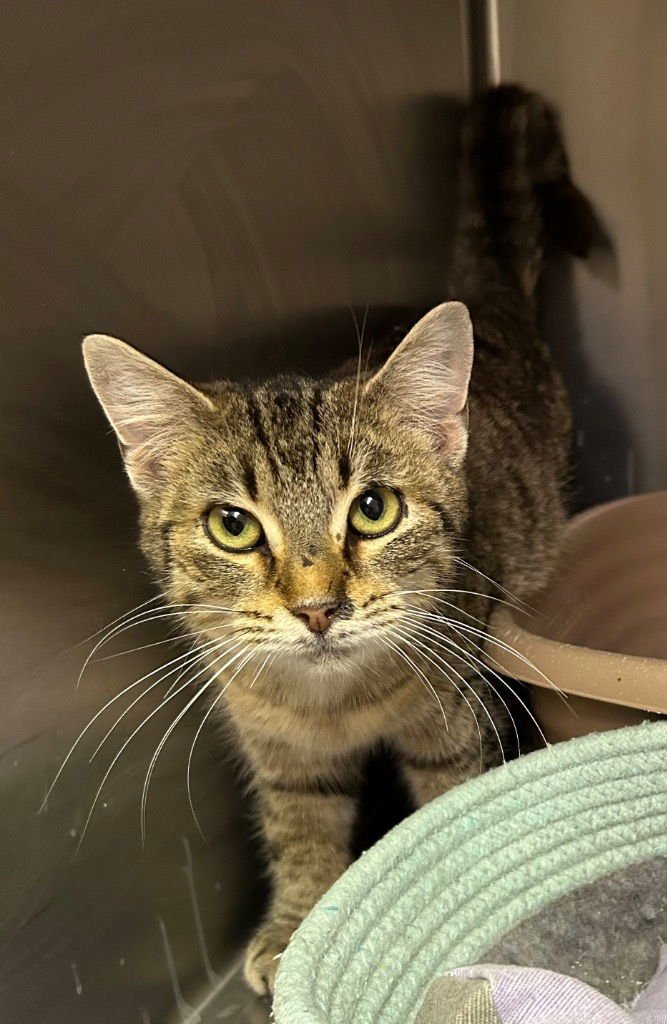 ZOOEY - Domestic Short Hair available for adoption