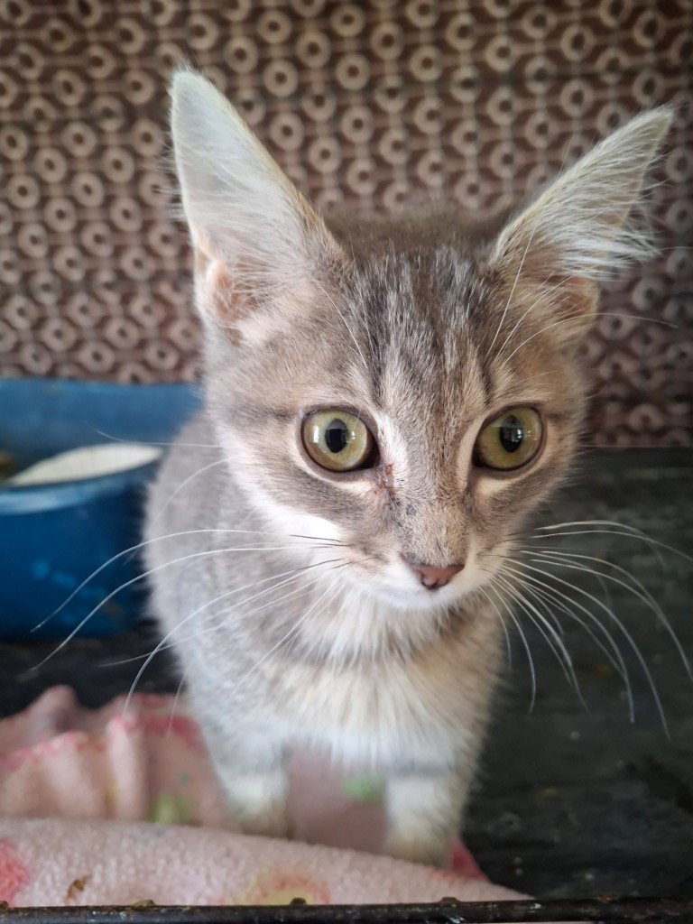 POTATOE - Domestic Short Hair available for adoption