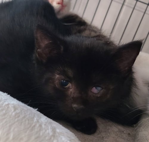 RYE - Domestic Short Hair available for adoption