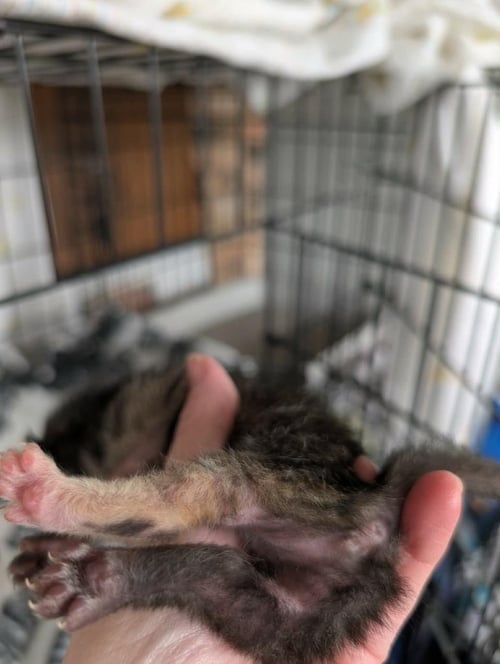 CONSOMME - Domestic Short Hair available for adoption